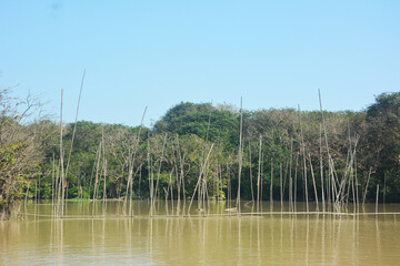 A bamboo barrier in Ratargul swamp forest