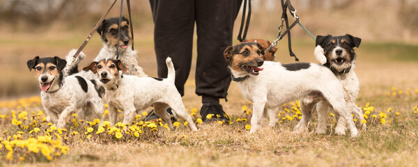 A pack Jack Russell Terrier. Dog sitter is walking  with many dogs on a leash in the beautiful nature in the season spring.