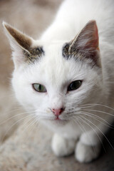 A HUNGRY AND COLD CAT
