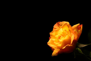 tekstura tła. żółta róża, walentynki, prezent, życzenia. To miłość, czułość,...