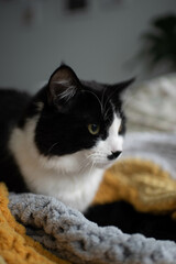 Black and white fluffy kitten in blankets