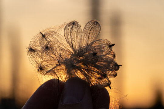 Pusteblume im Sonnenuntergang