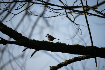Kohlmeise mit aufgeplustertem Gefieder in einem Baum zur winterlichen Jahreszeit (Parus major)