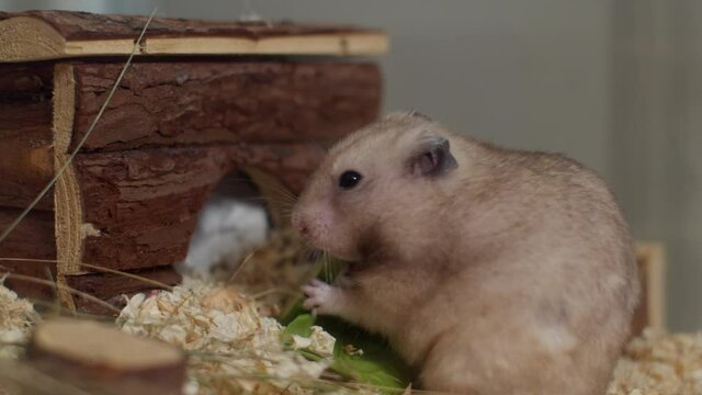Happy chubby pet hamster eating a salad.