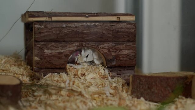 Hamster inside his house sniffing air and shy to come out.