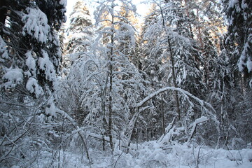frosty snow covered trees in winter forest in cold day with blue sky and sunlight