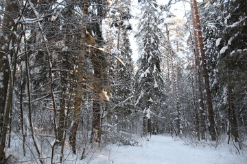 frosty snow covered trees in winter forest in cold day with blue sky and sunlight
