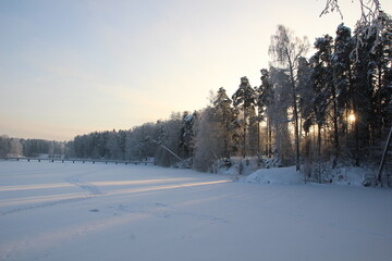 snow and frost covered trees in winter forest in cold day with blue sky and frozen river