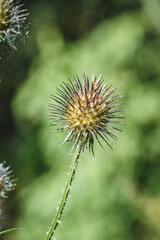 Closeup or macro of a round flower in summer