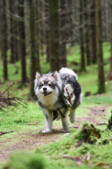 Obraz premium Portrait of a young Finnish Lapphund dog