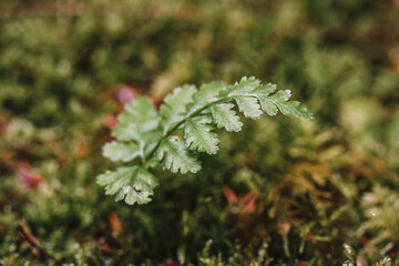 Closeup or macro of a green fern in the forest