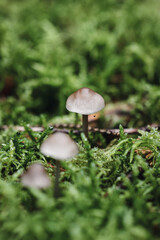 Closeup or macro of a brown mushroom in moss
