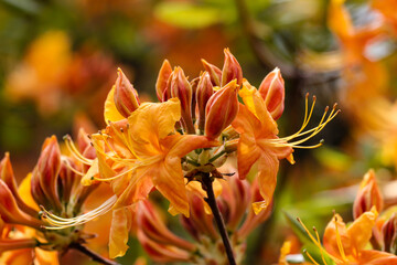 Fototapeta na wymiar Rhododendron branch with flowers and buds