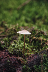 Closeup or macro of a brown mushroom in moss