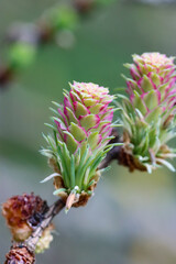 Larch branch with cones in spring