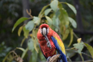 bird, macaw, ara macao eating a nail