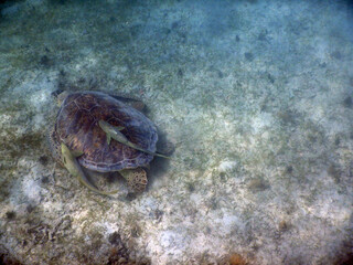 Sea Turtle and Two Remora