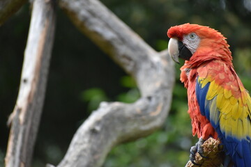 bird, macaw, ara macao to the right