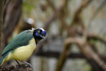 mountain carriquí bird - Cyanocorax yncas perched on a pole