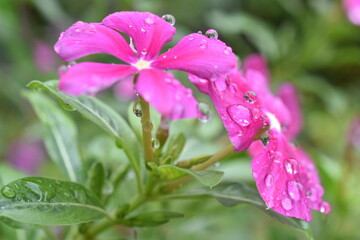 Flores con rocío