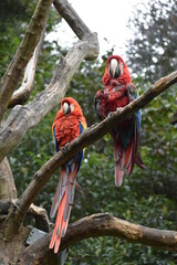 ara macao, ara chloropterus together perched in a tree
