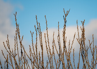 Buds on the branches of trees in December. The trees sprouted early due to the warm winter.