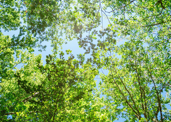 Fototapeta na wymiar Spring branch with leaves against blue sky