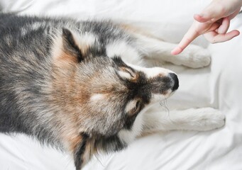 Obraz premium Portrait of a young Finnish Lapphund dog