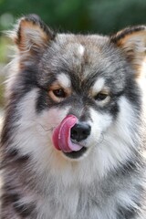 Portrait of a young Finnish Lapphund dog