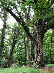 Photo of a strange and magical looking tree