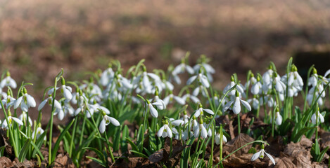 Soft focused macro snowdrops spring first oniony. Beautiful group of blooming white flowers, good for greeting postcard.