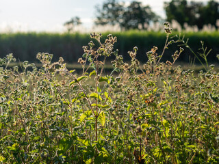 Obraz premium summer flowers background with the evening sun