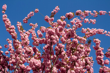 Beautiful blooming sakura tree. Pink blossom on sakura tree branches against blue sky in sunny day. Spring blossom background, springtime concept