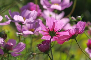 Fototapeta premium Cosmea