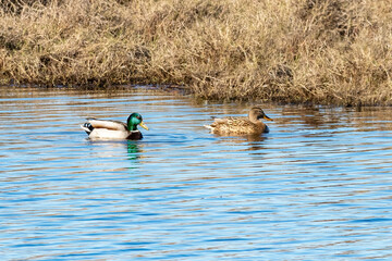Male and Female mallard or wild duck (Anas platyrhynchos)