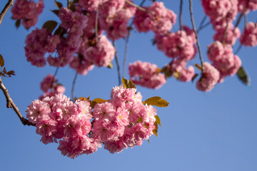 Close up view of beautiful sakura blooming tree - pink blossom on sakura tree branch under blue sky. Spring blossom background with copy space