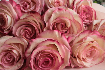 Background of pink beautiful roses, taken close-up.