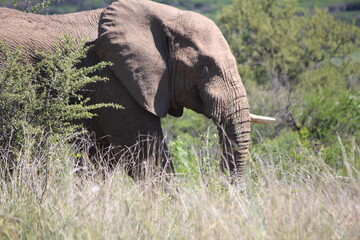 Elephant in the wilds