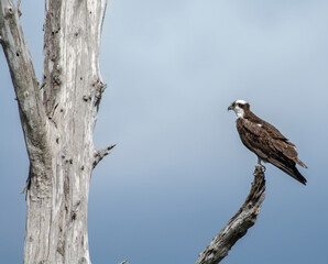 Osprey perched on a dead tree stump