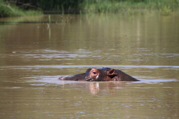 hippo in the water