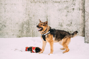 Training Of Purebred German Shepherd Dog In Special Outfit. Alsatian Wolf Dog During Exercise. Attack And Defence. Winter Snowy Day