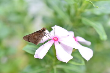 Mariposa extrayendo néctar