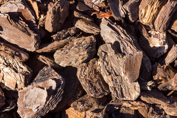 Textured background of a detail of pine bark on the garden ground. Copy space