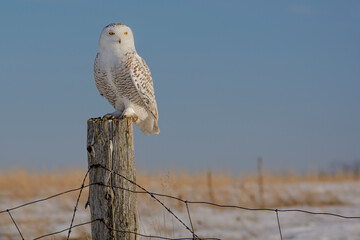 Snowy Owl on Fence Post
