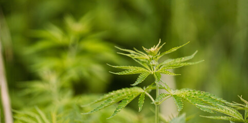 Legal Green Marijuana Cannabis Leaves Growing At Farm In Summer Day, Beautiful Cannabis Background. Cultivation Background. Marijuana Cultivation Green Lush Background Of Leaves. Young Cannabis Plant