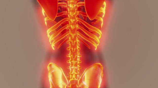 glow skeletal bones of human
