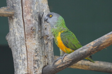 bird