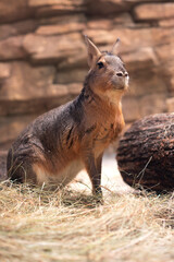 Patagonian mara. Dolichotinae rodent subfamily of the mumps family