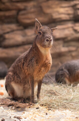 patagonian mara on blurred background. Animal rodent
