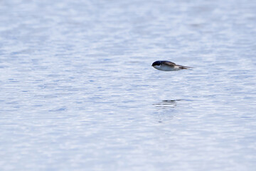 Common house martin in flight catching insects above water (Delichon urbicum)